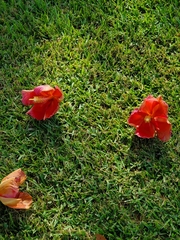 Thespesia grandiflora