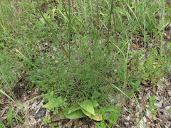 Peucedanum ruthenicum