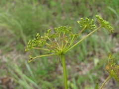 Peucedanum ruthenicum
