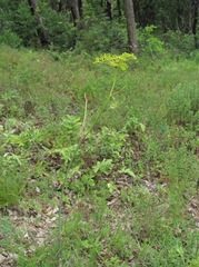 Peucedanum ruthenicum