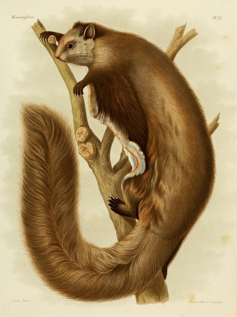 Aeretes