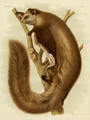 Northern Chinese Flying Squirrel photo 2