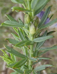 Psoralea axillaris