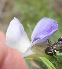 Psoralea axillaris