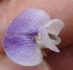 Psoralea axillaris