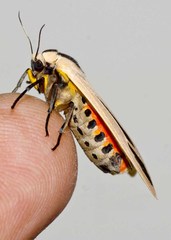 Creatonotos gangis-interrupta agg