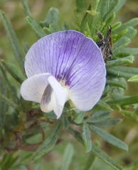 Psoralea axillaris