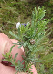 Psoralea axillaris