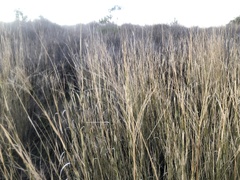 Leptochloa digitata