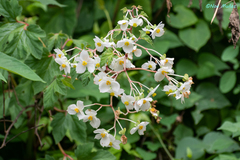 Begonia biserrata