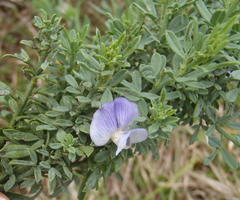 Psoralea axillaris
