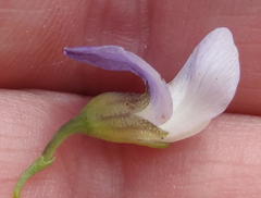 Psoralea axillaris