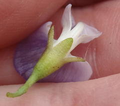 Psoralea axillaris