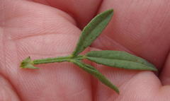 Psoralea axillaris
