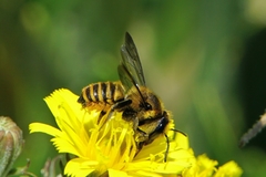 Megachile melanopyga