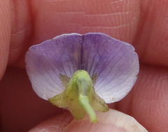 Psoralea axillaris