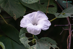 Ipomoea cuprinacoma