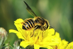 Megachile melanopyga