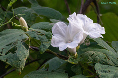 Ipomoea cuprinacoma