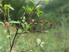 Spiraea crenata