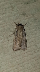 Dichagyris flammatra