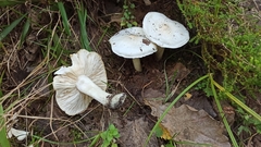 Tricholoma album