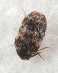 Trogoderma sternale