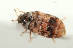 Trogoderma sternale