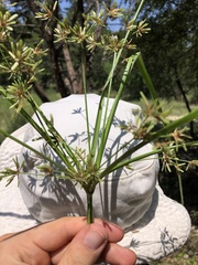 Cyperus ochraceus