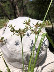 Cyperus ochraceus