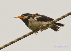 Indian Pied Myna photo 2