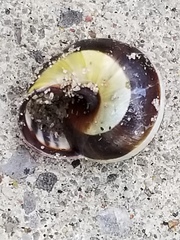 Cepaea nemoralis