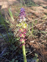 Lachenalia membranacea
