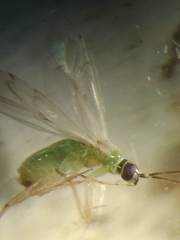 Miridae