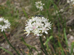 Allium denudatum