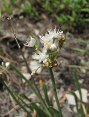 Allium denudatum