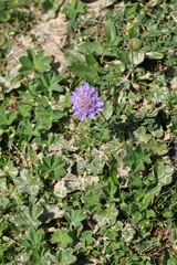 Scabiosa lucida