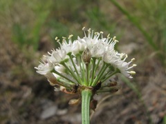 Allium denudatum