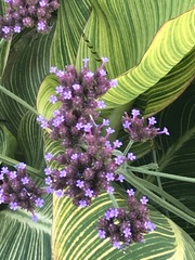 Verbena bonariensis