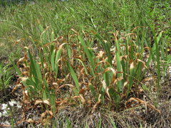 Iris furcata