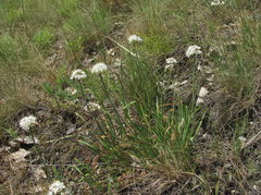 Allium denudatum