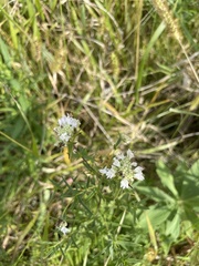 Pycnanthemum verticillatum