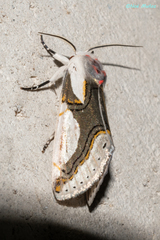 Metaplusia argyra