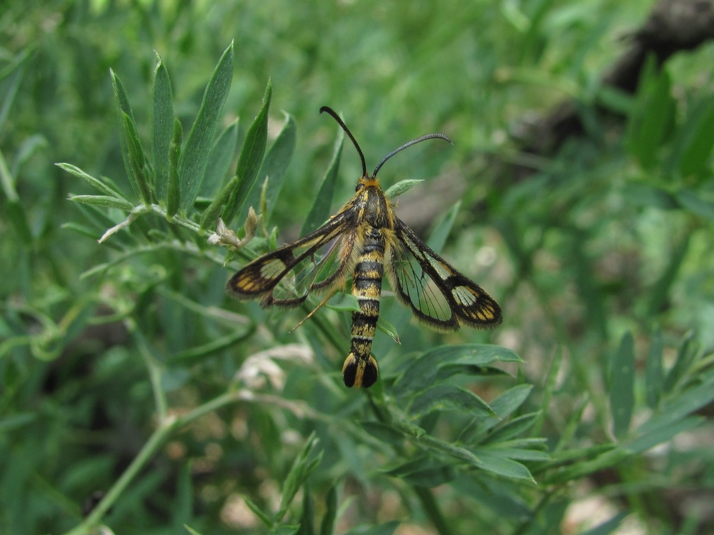 Chamaesphecia schizoceriformis
