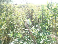 Sympetrum meridionale