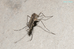Aedes epactius