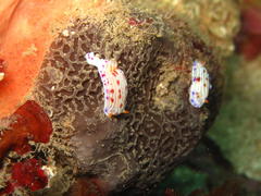 Hypselodoris capensis
