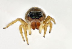 Heliophanus tribulosus