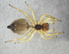 Heliophanus tribulosus