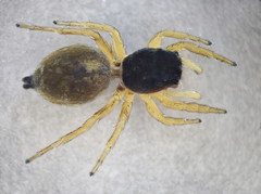 Heliophanus tribulosus
